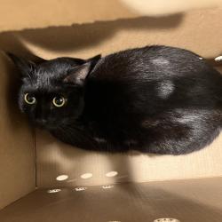 Shelter Stray Female Cat last seen , 3607 N Armenia Ave, Tampa, FL 33607, USA