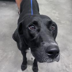 Shelter Stray Female Dog last seen , 3607 N Armenia Ave, Tampa, FL 33607, USA