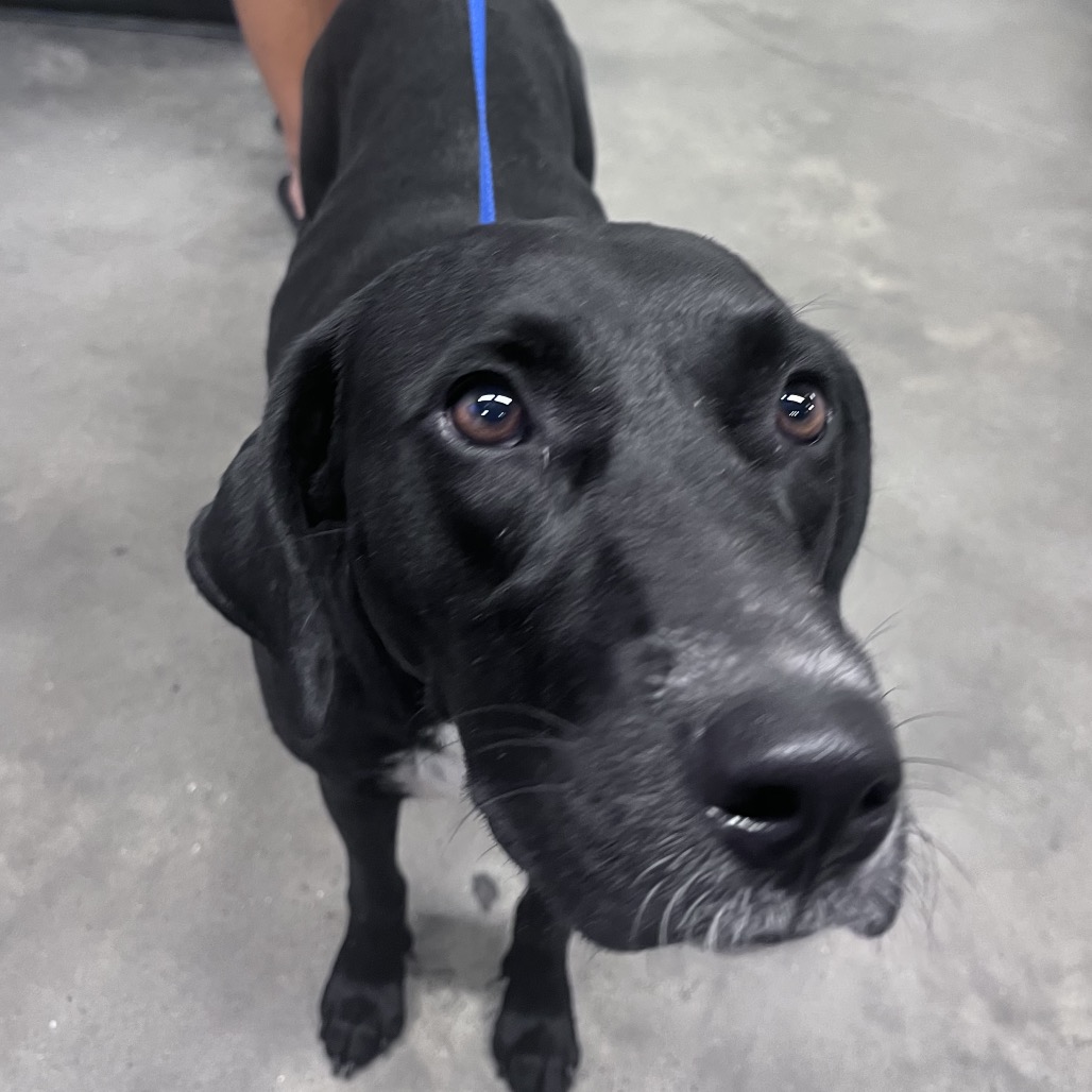 Shelter Stray Female Dog last seen , 3607 N Armenia Ave, Tampa, FL 33607, USA