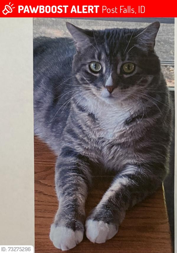 Lost Male Cat last seen Walmart on Mullan Ave, Post Falls, ID 83854