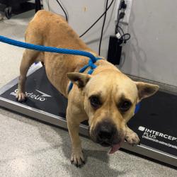 Shelter Stray Female Dog last seen , 3607 N Armenia Ave, Tampa, FL 33607, USA