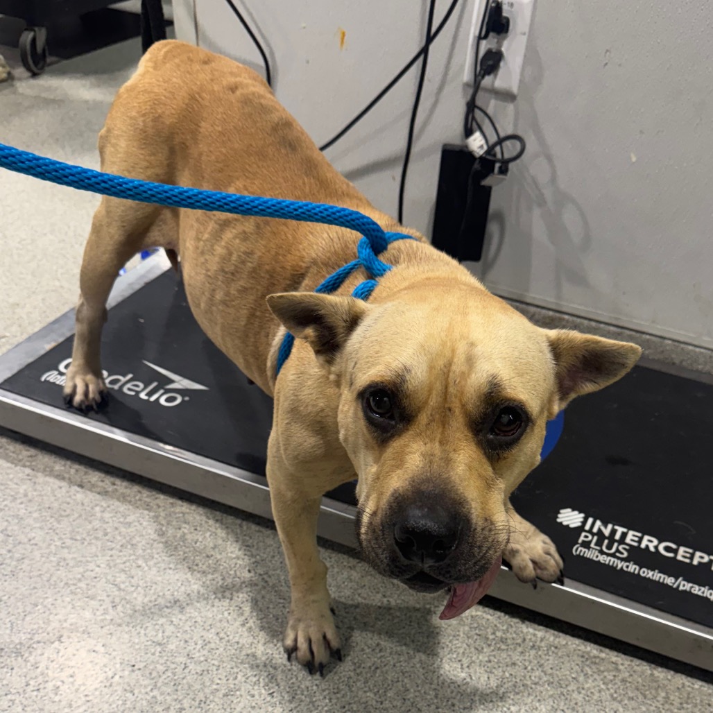 Shelter Stray Female Dog last seen , 3607 N Armenia Ave, Tampa, FL 33607, USA