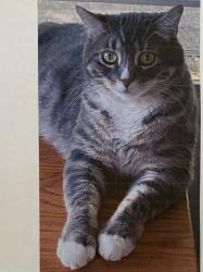 Lost Male Cat last seen Walmart on Mullan Ave, Post Falls, ID 83854