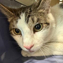 Shelter Stray Male Cat last seen , 3607 N Armenia Ave, Tampa, FL 33607, USA