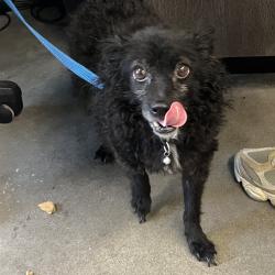Shelter Stray Male Dog last seen , 3607 N Armenia Ave, Tampa, FL 33607, USA