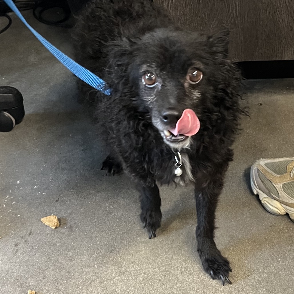 Shelter Stray Male Dog last seen , 3607 N Armenia Ave, Tampa, FL 33607, USA