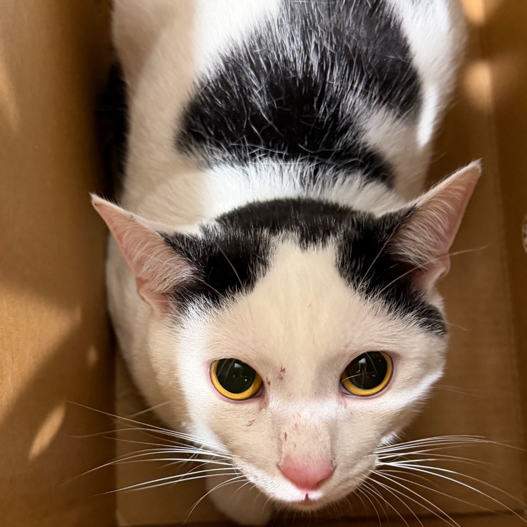 Shelter Stray Male Cat last seen , 3607 N Armenia Ave, Tampa, FL 33607, USA