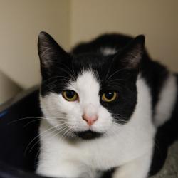 Shelter Stray Male Cat last seen , 3607 N Armenia Ave, Tampa, FL 33607, USA
