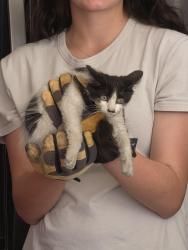 Found/Stray Female Cat last seen Palm and San Juan, Fair Oaks, CA 95628