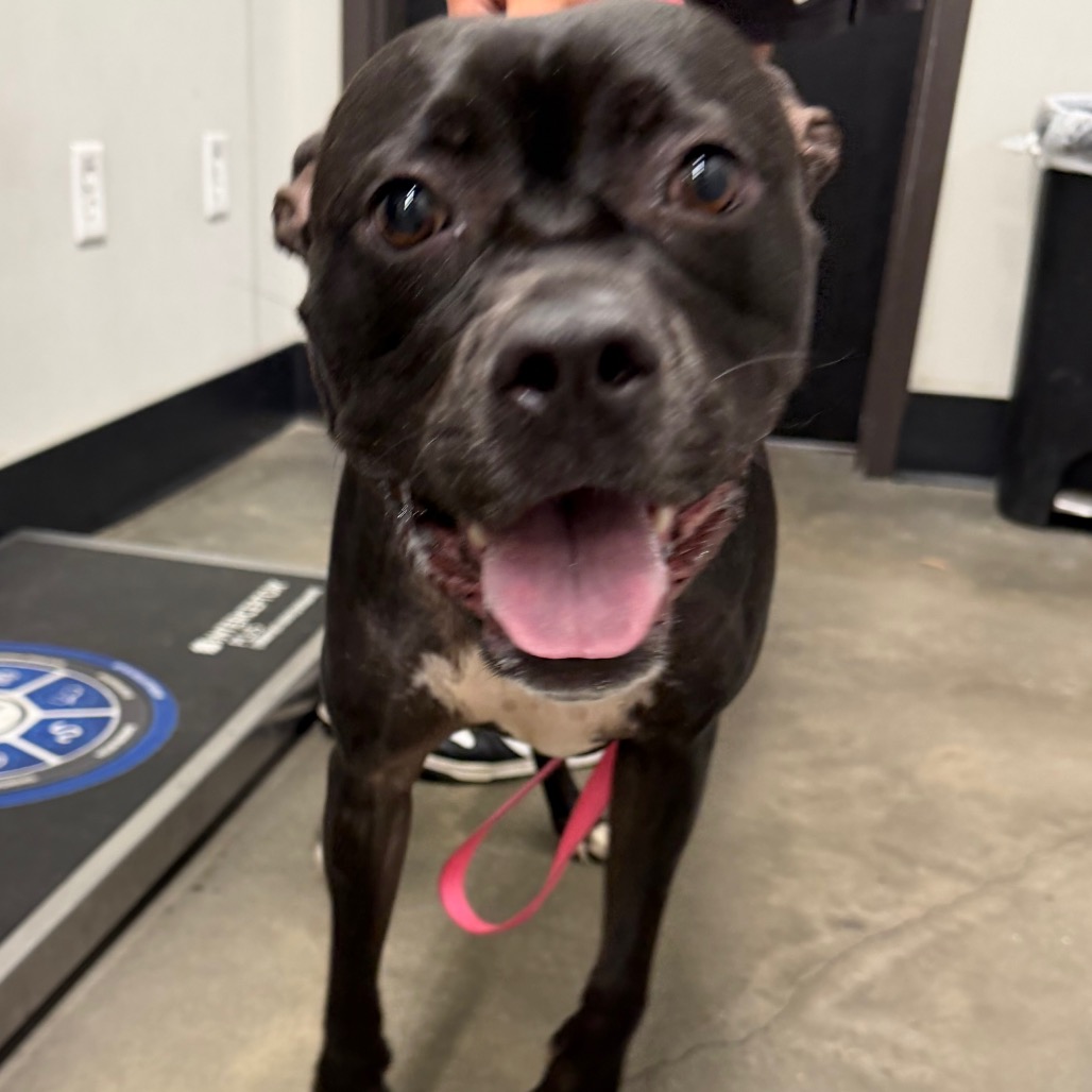 Shelter Stray Female Dog last seen , 3607 N Armenia Ave, Tampa, FL 33607, USA