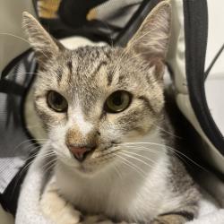 Shelter Stray Male Cat last seen , 3607 N Armenia Ave, Tampa, FL 33607, USA