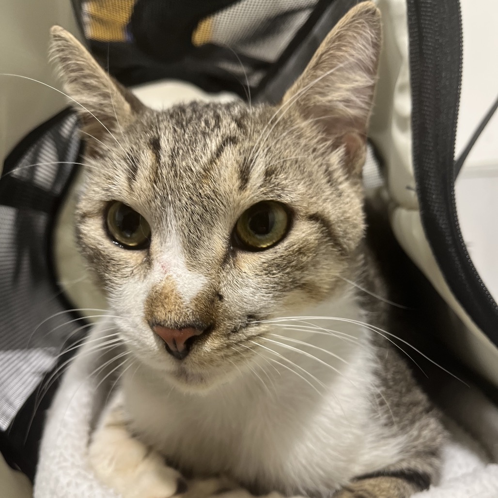 Shelter Stray Male Cat last seen , 3607 N Armenia Ave, Tampa, FL 33607, USA