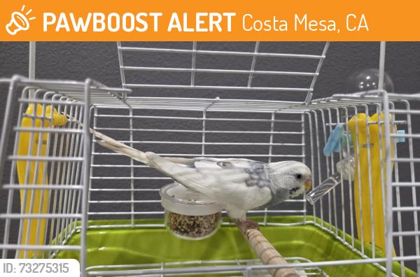 Found/Stray Male Bird last seen Victoria and Canyon, Costa Mesa, CA 92627