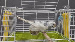 Found/Stray Male Bird last seen Victoria and Canyon, Costa Mesa, CA 92627