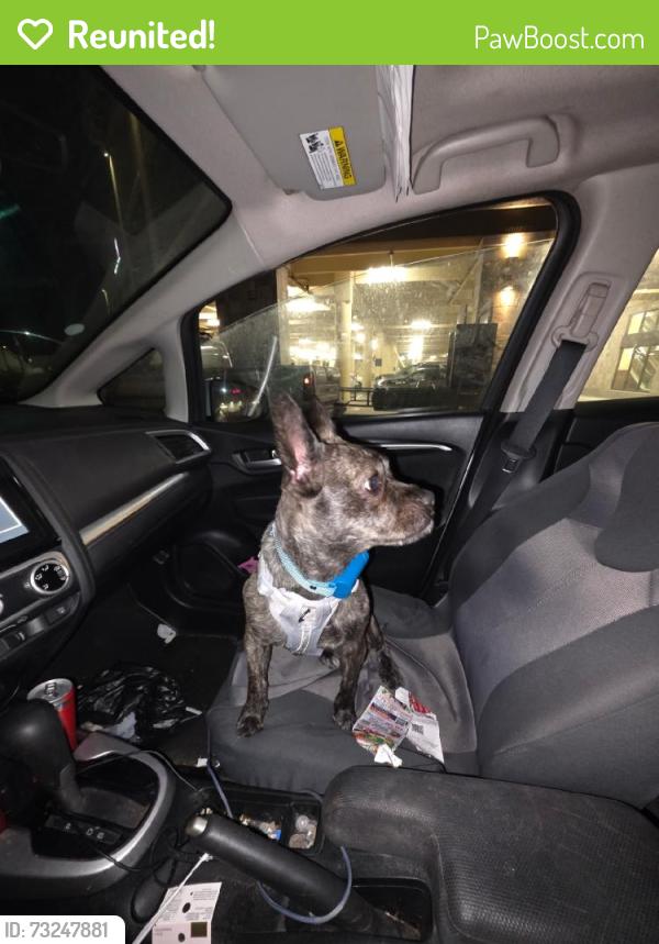 Reunited Female Dog last seen Brancroft, San Leandro, CA 94577
