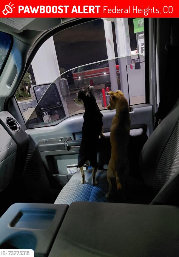 Lost Female Dog last seen Fedeal and 96, Federal Heights, CO 80260
