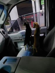 Lost Female Dog last seen Fedeal and 96, Federal Heights, CO 80260