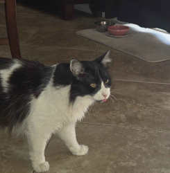 Reunited Male Cat last seen Prewett Ranch Dr and Summerfield Dr, Antioch, CA 94531