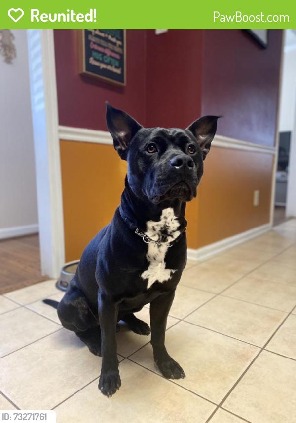Reunited Male Dog last seen Staffordshire Rd, Winston-Salem, NC 27104, USA, Winston-Salem, NC 27104