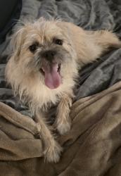 Found/Stray Female Dog last seen Silver bowl park, Henderson, NV 89011