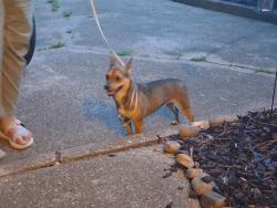 Found/Stray Unknown Dog last seen Near Woodview Ln, Hampton, VA 23666
