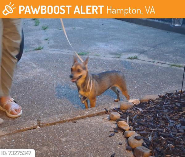 Found/Stray Unknown Dog last seen Near Woodview Ln, Hampton, VA 23666