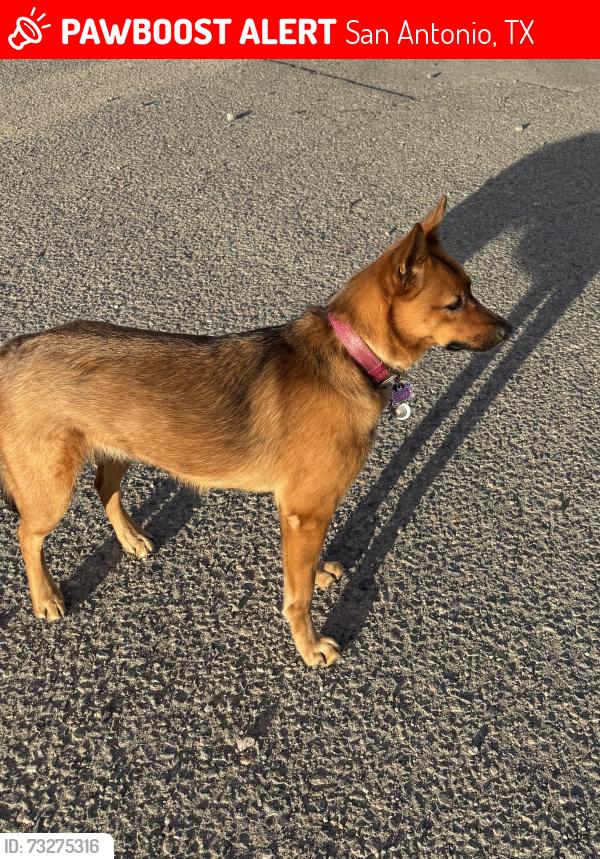 Lost Female Dog last seen Ingram and Marlburg, San Antonio, TX 78238