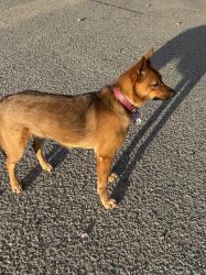 Lost Female Dog last seen Ingram and Marlburg, San Antonio, TX 78238