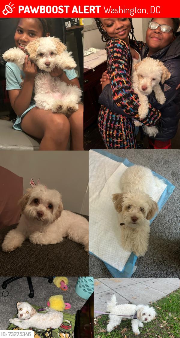 Lost Female Dog last seen Near Upsal St SE, Washington, DC 20032