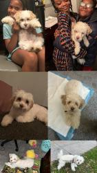 Lost Female Dog last seen Near Upsal St SE, Washington, DC 20032