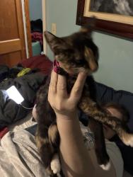 Found/Stray Female Cat last seen At the intersection of Cleveland Hwy and Williams Road, Dalton, GA 30721