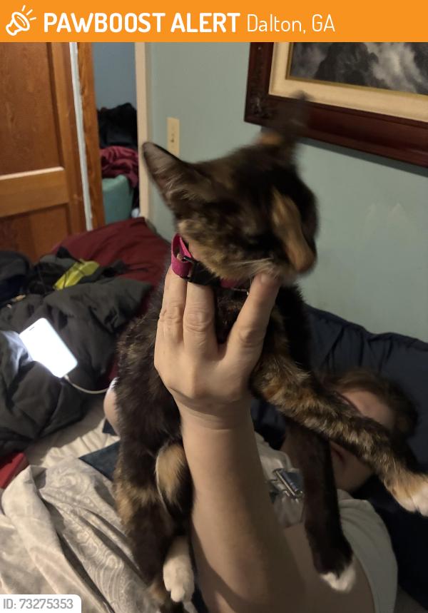 Found/Stray Female Cat last seen At the intersection of Cleveland Hwy and Williams Road, Dalton, GA 30721