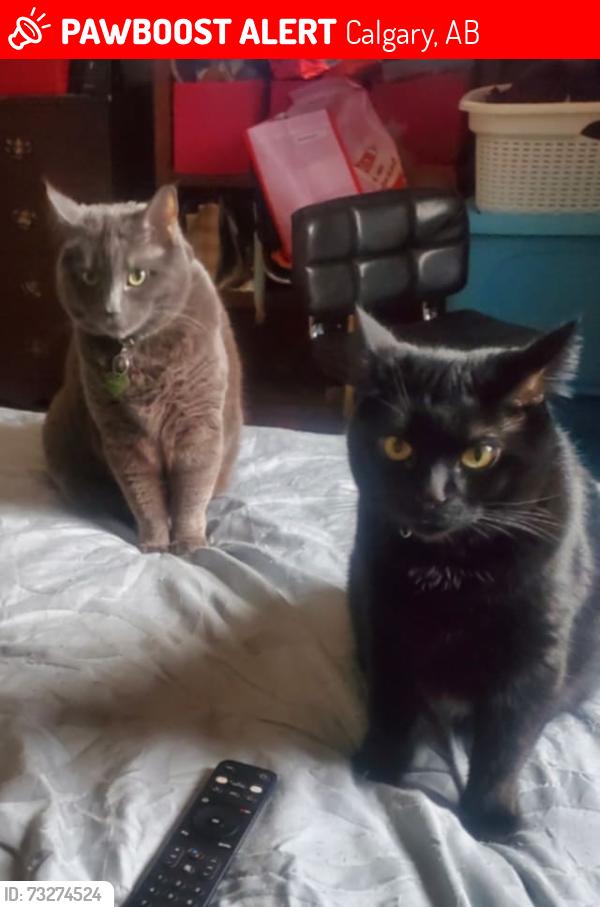 Lost Female Cat last seen Abbeydale, calgary area, Calgary, AB 