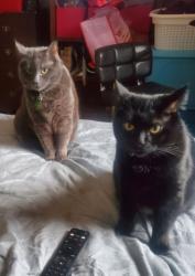 Lost Female Cat last seen Abbeydale, calgary area, Calgary, AB 