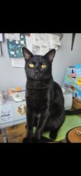 Lost Male Cat last seen English Creek, Shires, Egg Harbor Township, NJ 08234