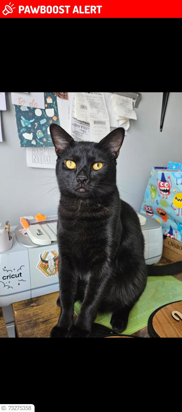 Lost Male Cat last seen English Creek, Shires, Egg Harbor Township, NJ 08234