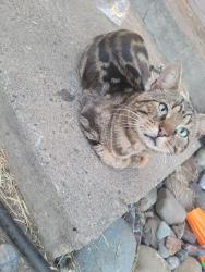 Lost Male Cat last seen Oak and fairoaks, Citrus Heights, CA 95610