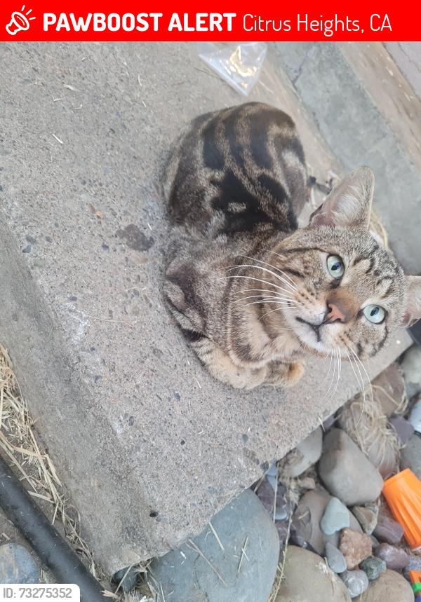 Lost Male Cat last seen Oak and fairoaks, Citrus Heights, CA 95610