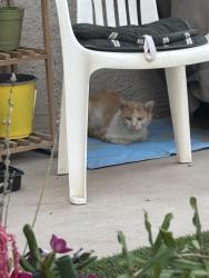 Lost Male Cat last seen Emerald Pass and Emerald Bluff, El Paso, TX 79928