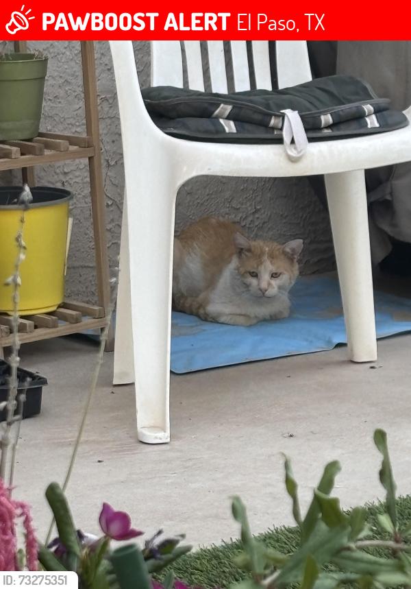 Lost Male Cat last seen Emerald Pass and Emerald Bluff, El Paso, TX 79928