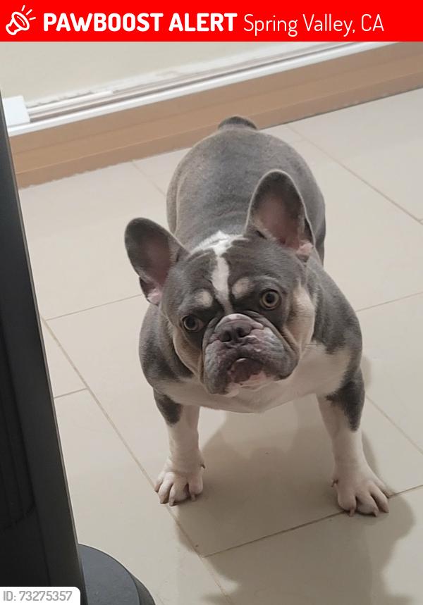 Lost Male Dog last seen Kenwood Dr., Spring Valley, CA 91977