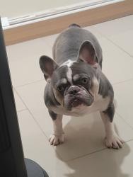 Lost Male Dog last seen Kenwood Dr., Spring Valley, CA 91977