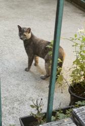 Lost Female Cat last seen Galer Stairs near 5 spot, Seattle, WA 98119