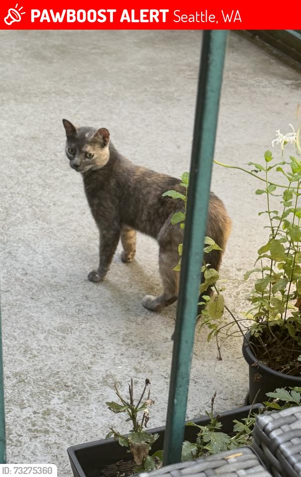 Lost Female Cat last seen Galer Stairs near 5 spot, Seattle, WA 98119