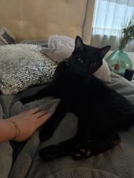 Reunited Male Cat last seen Oak st and Main Street, Crowley, TX 76036