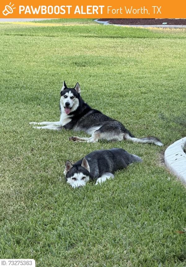 Found/Stray Male Dog last seen Lake Country and Waterfront dr, Fort Worth, TX 76179