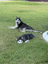 Found/Stray Male Dog last seen Lake Country and Waterfront dr, Fort Worth, TX 76179