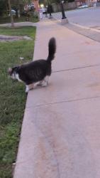 Found/Stray Unknown Cat last seen Kitchener Downtown Community Health Centre, Kitchener, ON N2G 2A2