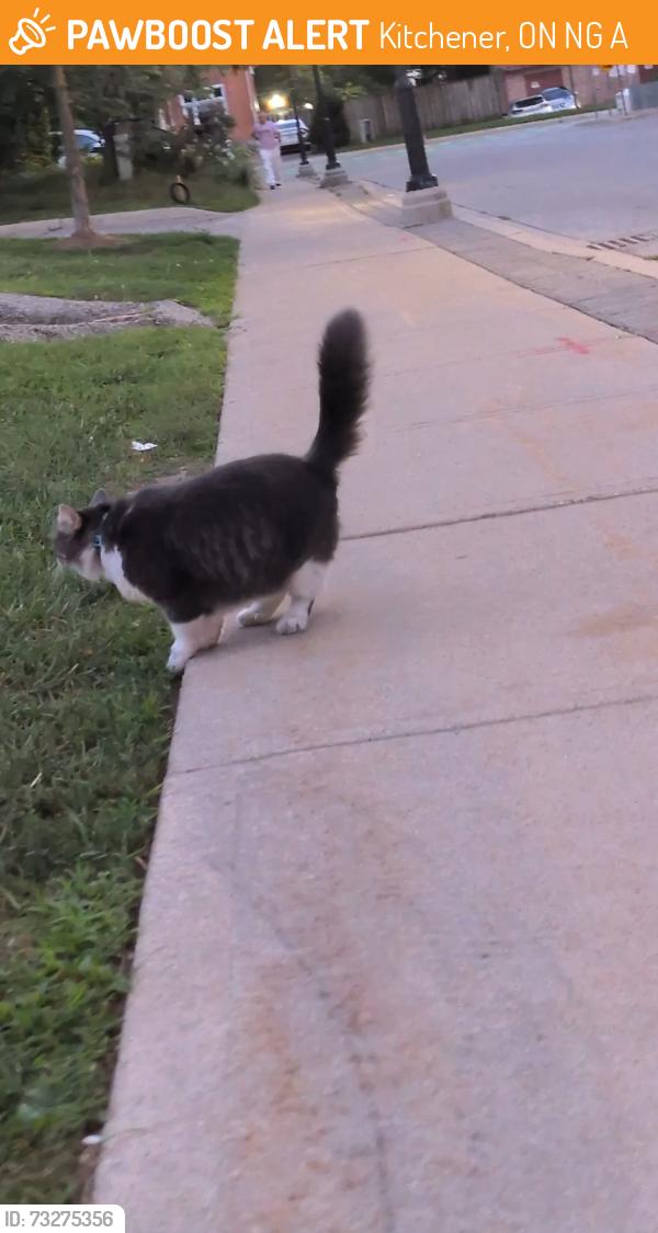 Found/Stray Unknown Cat last seen Kitchener Downtown Community Health Centre, Kitchener, ON N2G 2A2
