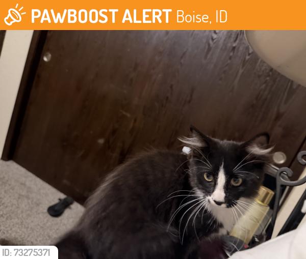 Found/Stray Male Cat last seen W Lancelot St, Boise, ID 83704